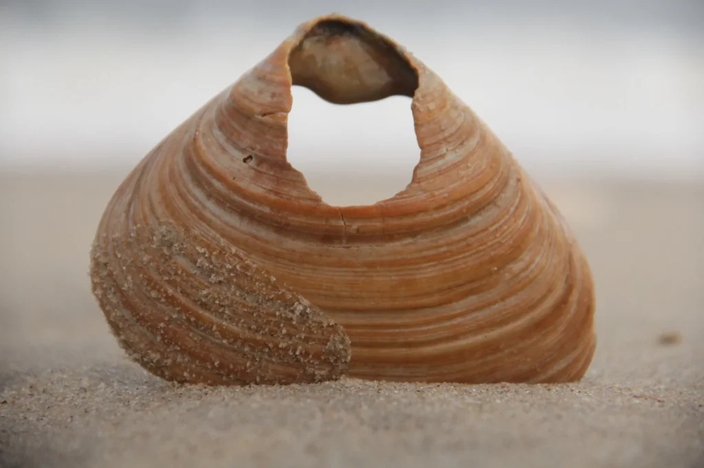 WordPress wp2shell: RCE sem senha afeta milhões de sites